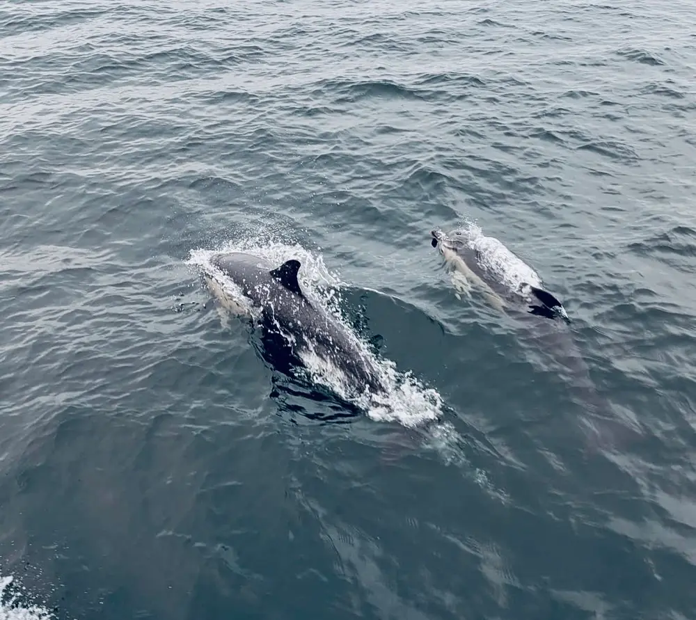 Two dolphins in the water