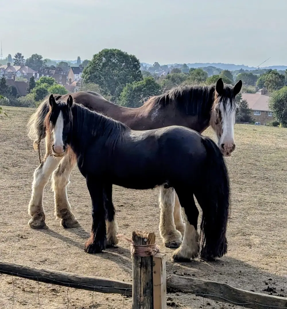 Two horses standing together