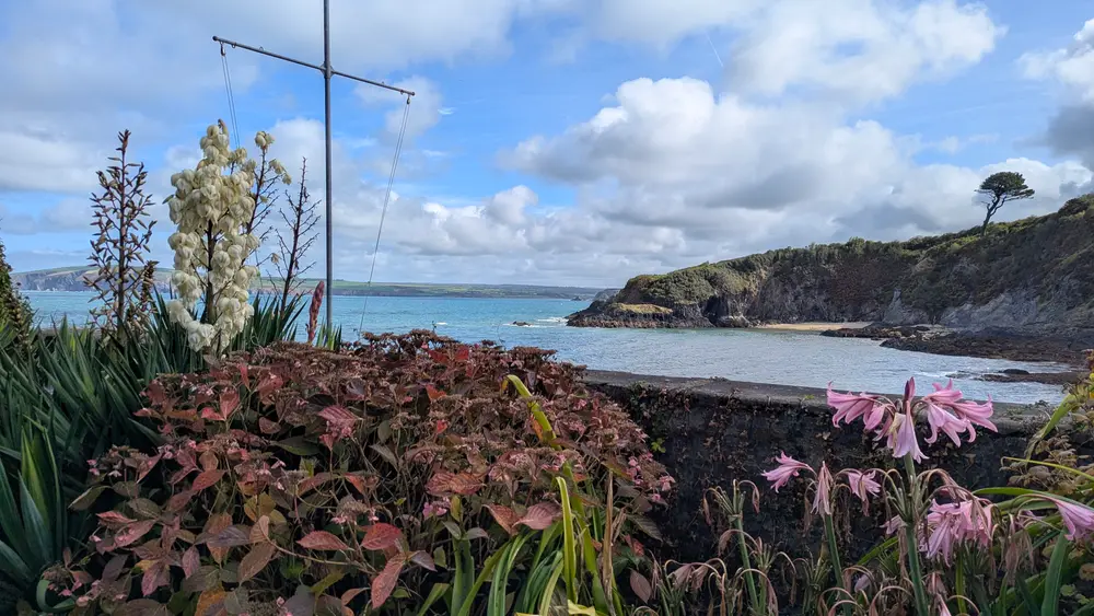 Flowers overlook a beach