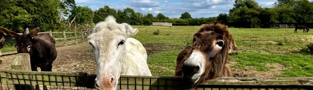 Two donkeys standing together in a field