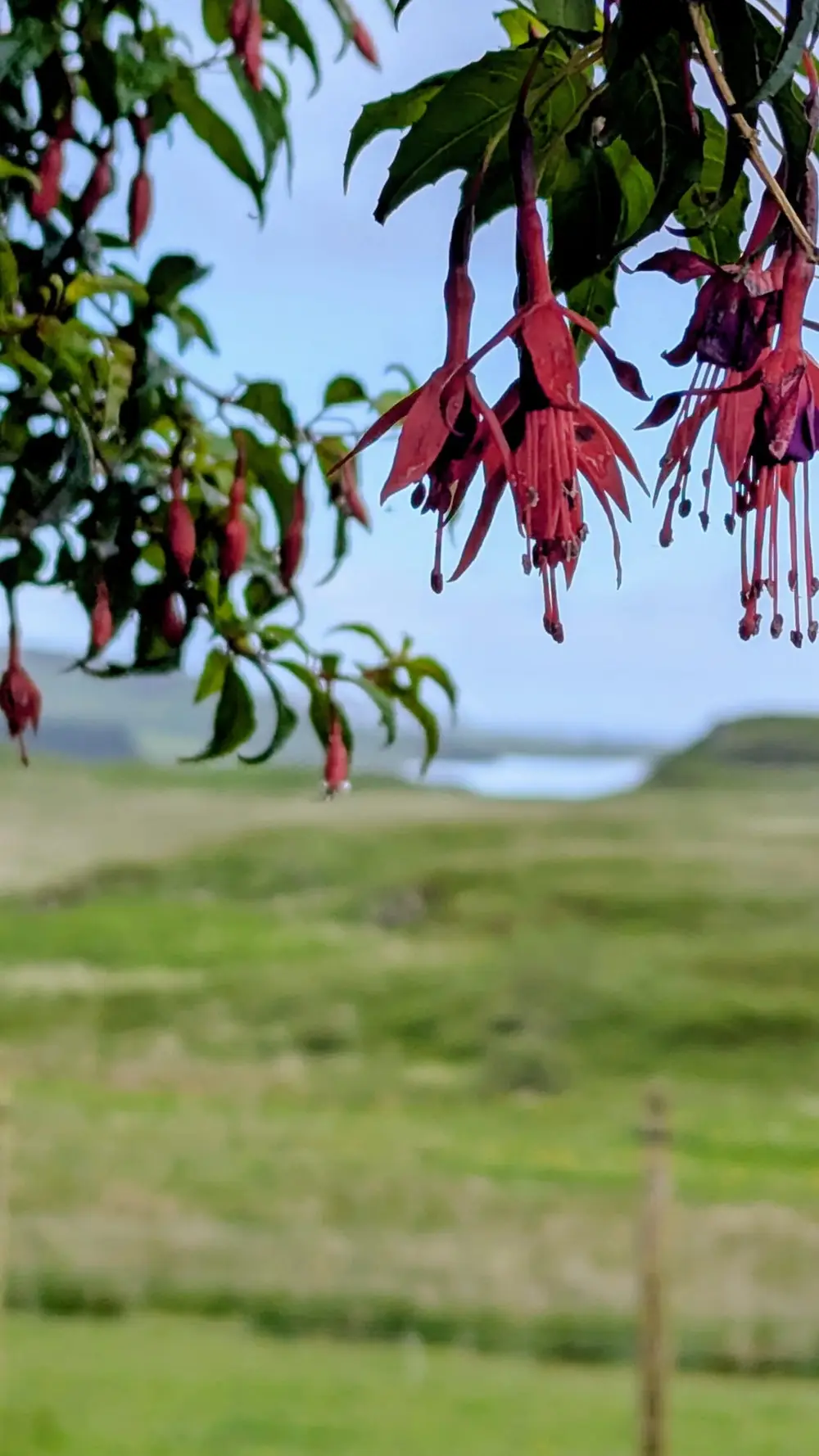 Red flowers with ocean in the distance