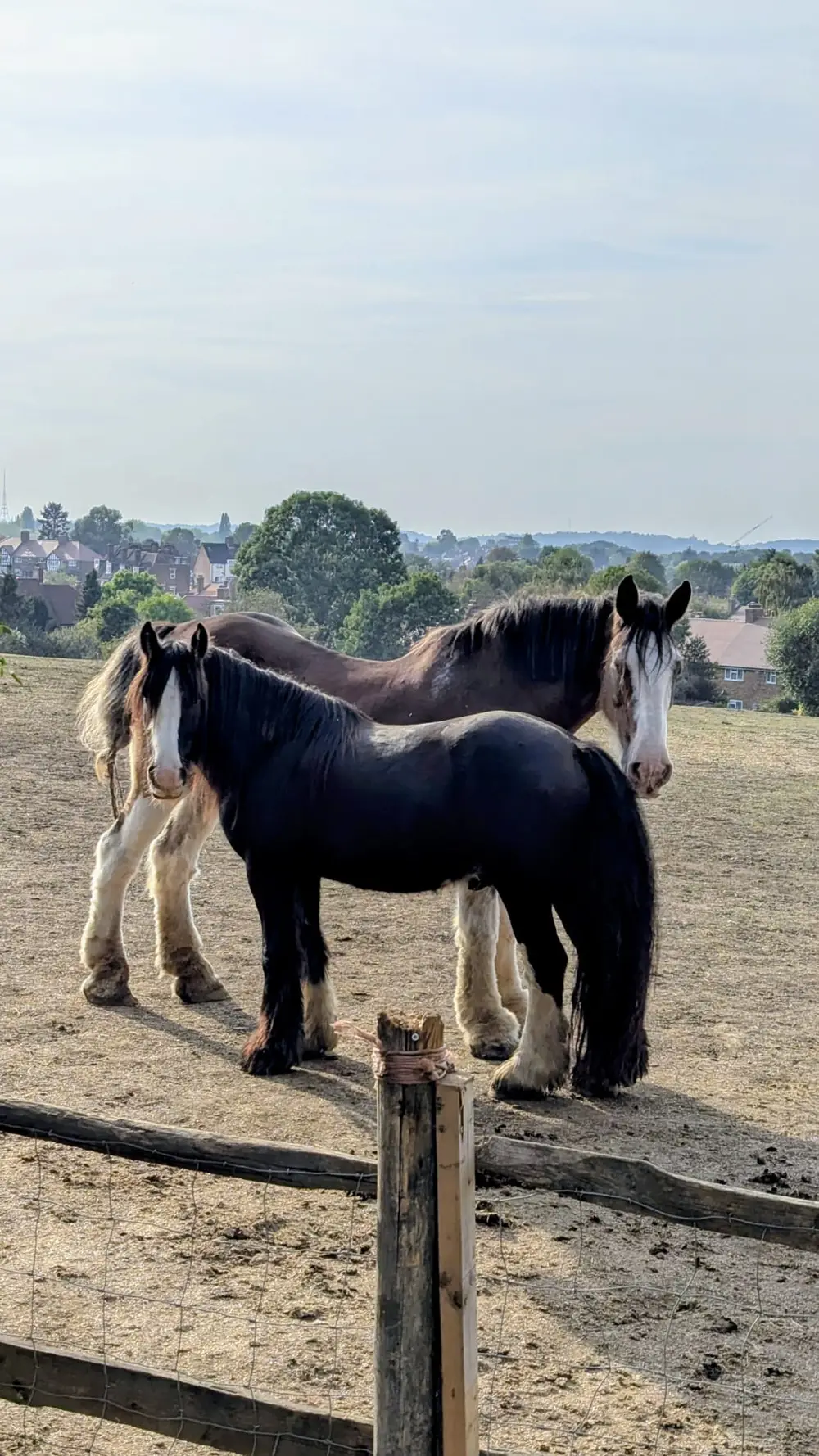 Two horses standing together