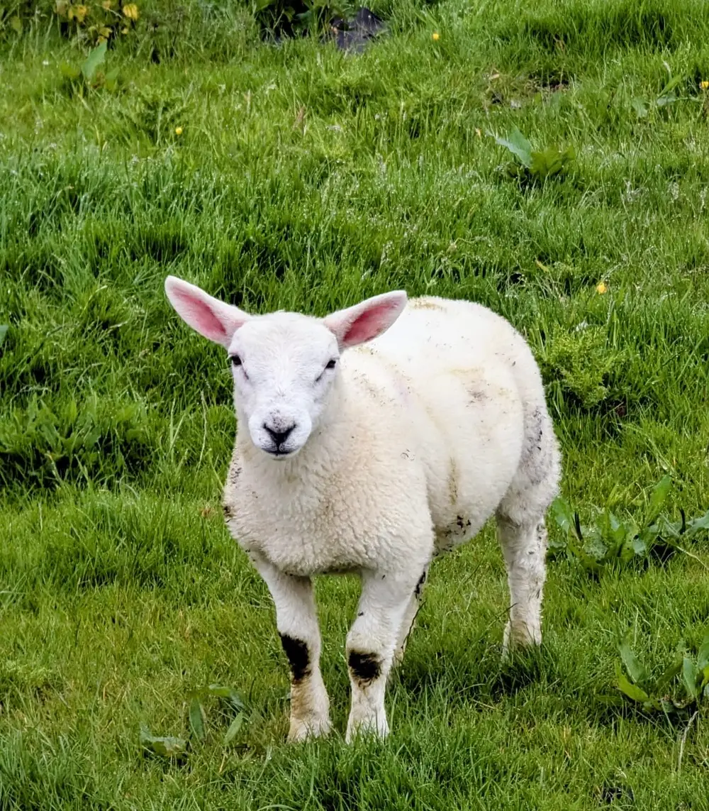 A lamb in a field with green grass