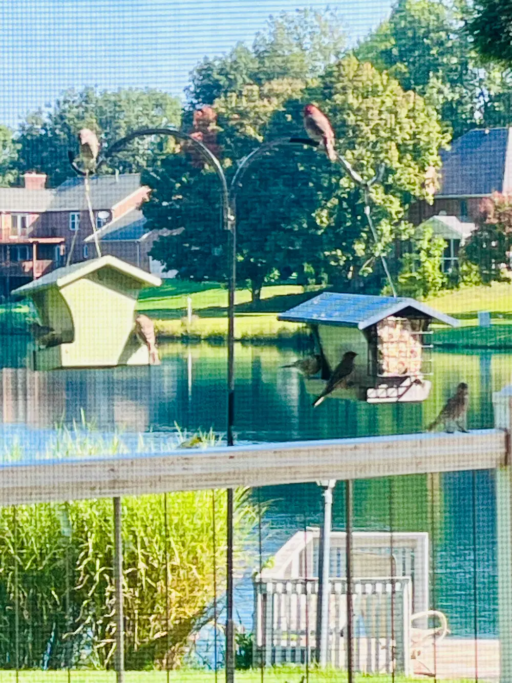 Bird feed with many birds, a deck and water in the distance
