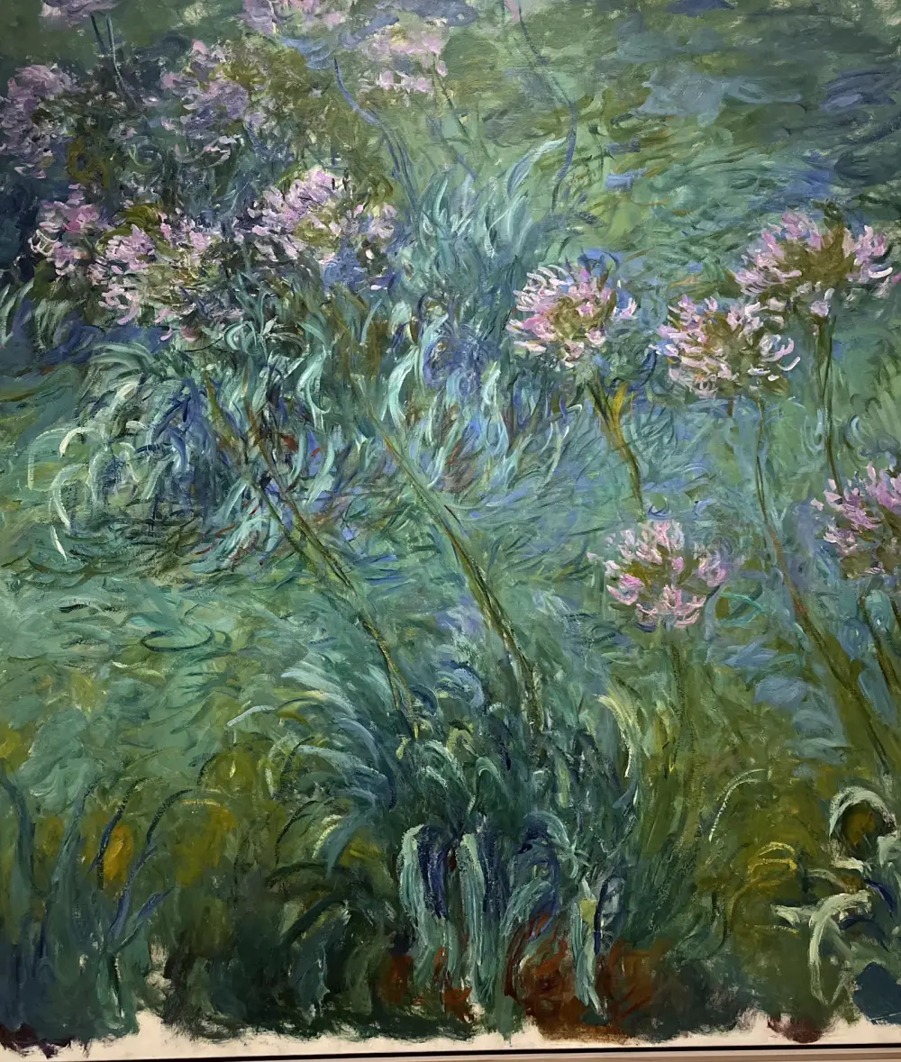 Agapanthus in flower, soft and close