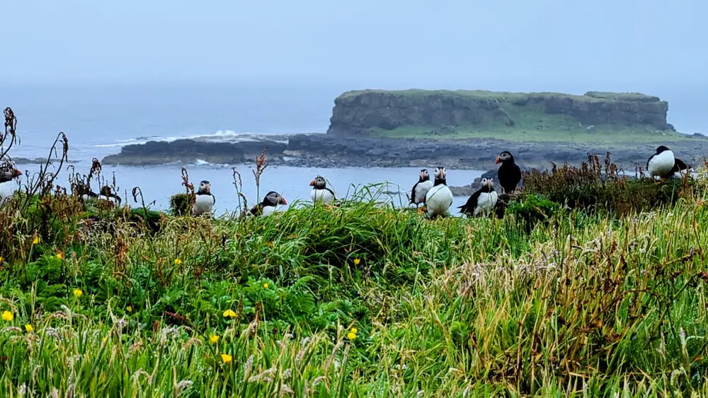 Puffins on an island