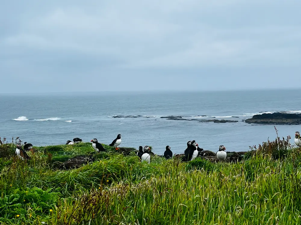 Puffins sitting on an island