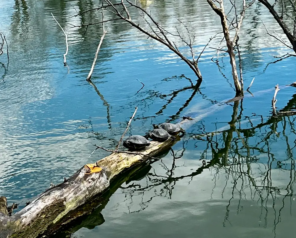 Three turtles sitting on a tree branch protruding from the lake